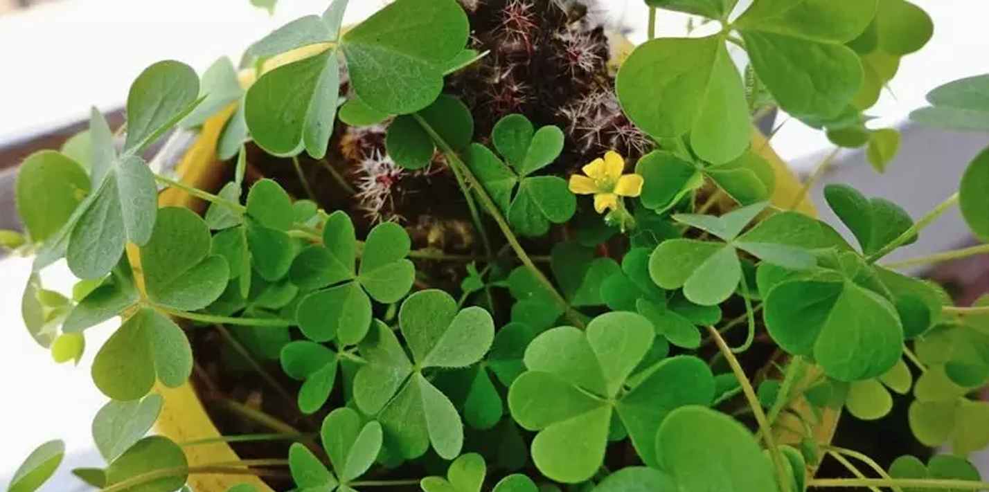 Khasiat Tanaman Herbal Calincing, Baik untuk Menjaga Kesehatan Tubuh